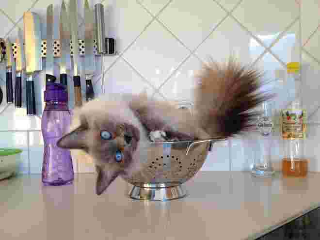 Katze im Sieb