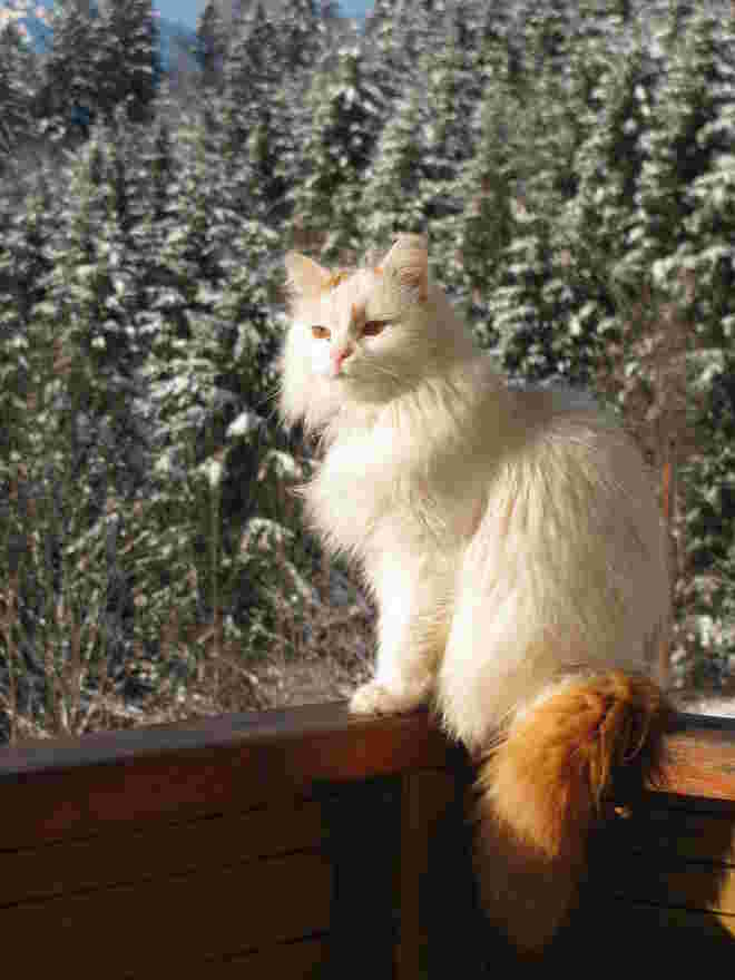 Bergkatz