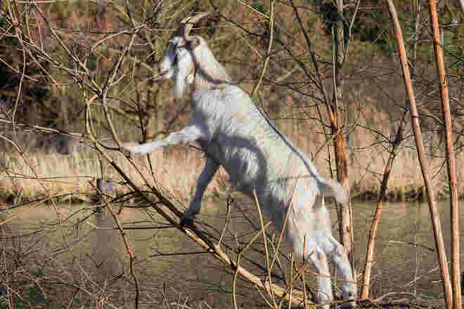 Einfallsreich und frech
