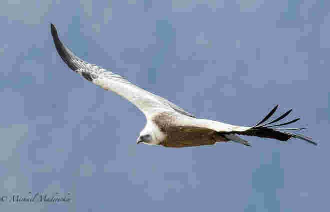 GÄNSEGEIER
