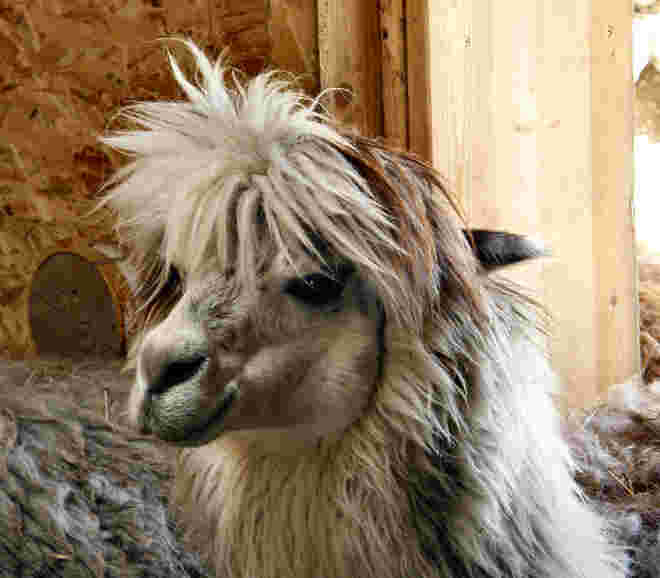 lama