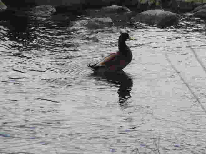 ein Bad in der Salzach