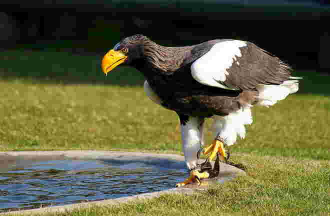 Seeadler