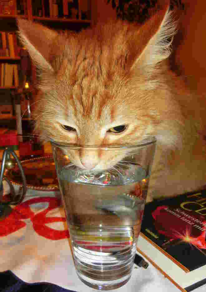 Ob Wasser aus dem Glas besser schmeckt?