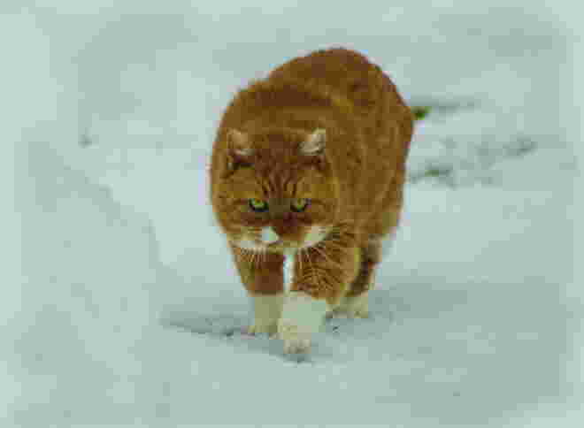 Garfield schleicht Richtung Vogelhaus