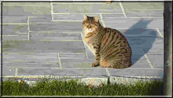 Bauernkatze in der Wintersonne
