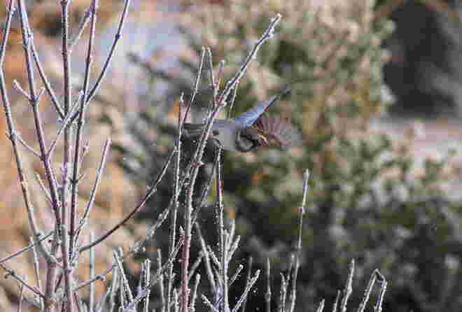 Spatz