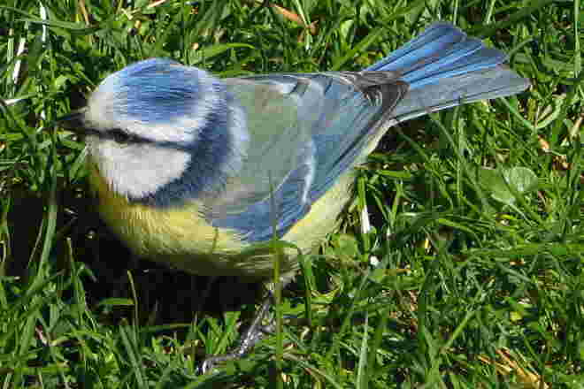 "Ich hab auch einen Vogel"