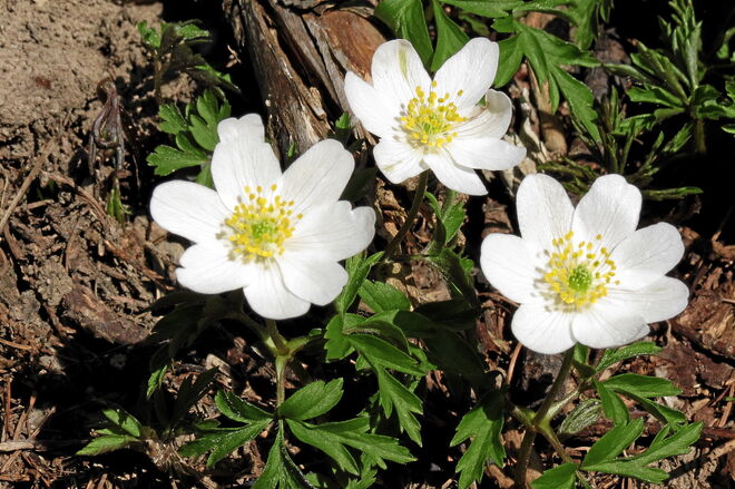Das Frühjahr schreitet zügig voran