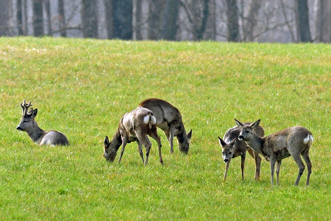 Und wie das frische, zarte Grün schmeckt!