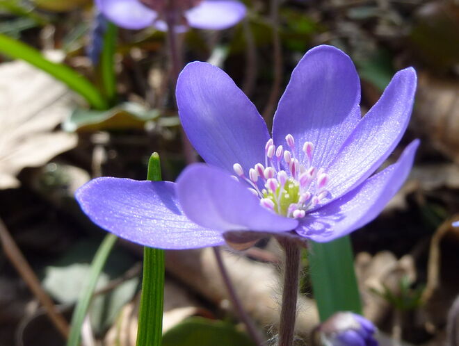 Wenn das keine Bienen anlockt !!!