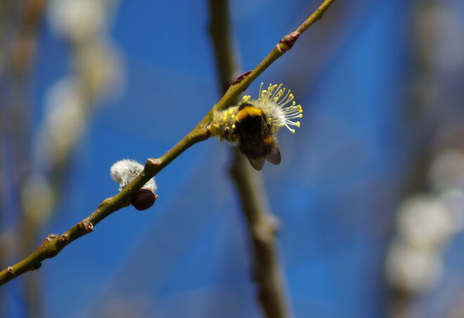 Auch Hummeln sammeln Nektar