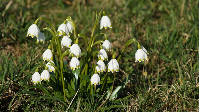 Frühlingsknotenblume