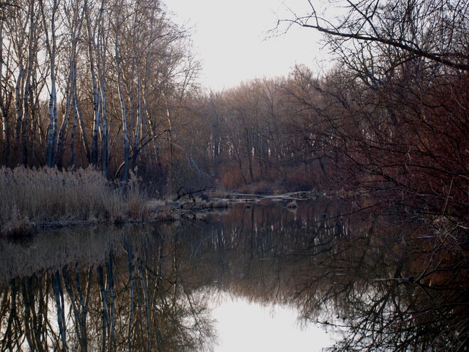 "Langsam kommt der Frühling in die Au!"