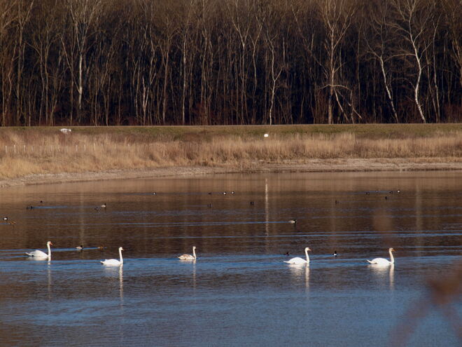 "Verschiedene Enten mit Begleitschutz!"