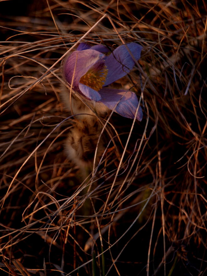 "Traut dem Frühling noch nicht so recht!"
