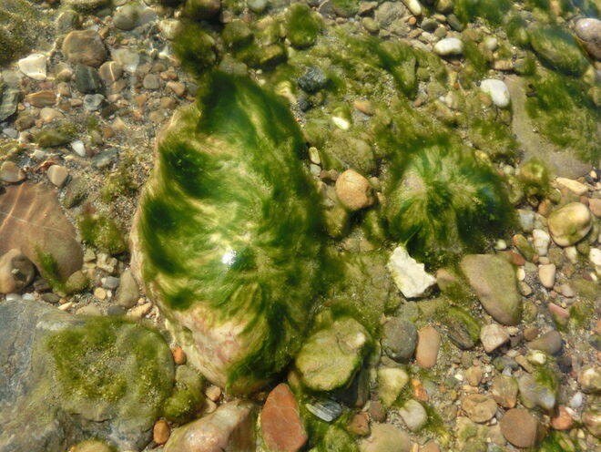 Grüne Perücken in der Oichten