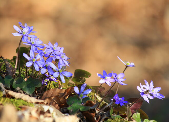 der Sonne entgegen..