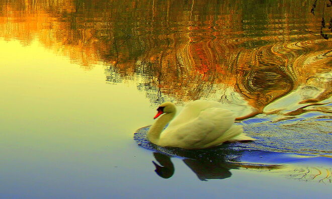 "ORIENTALISCHER ENKNACH-WEIHER"
