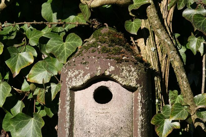 Blaumeisen haben sich die Nisthöhle schon reserviert!