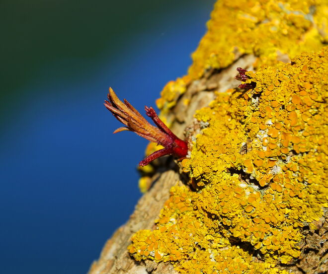 Überall treibt es aus