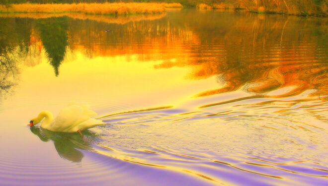 "ORIENTALISCHER ENKNACH-WEIHER 2"