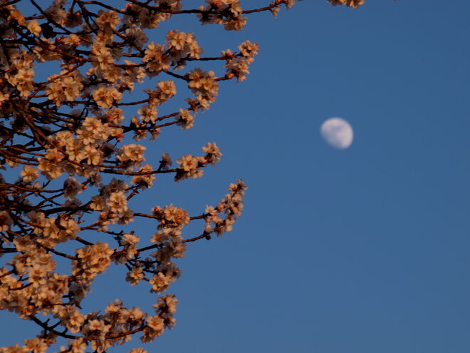 Mandelblüten und Mond sind aufgegangen!