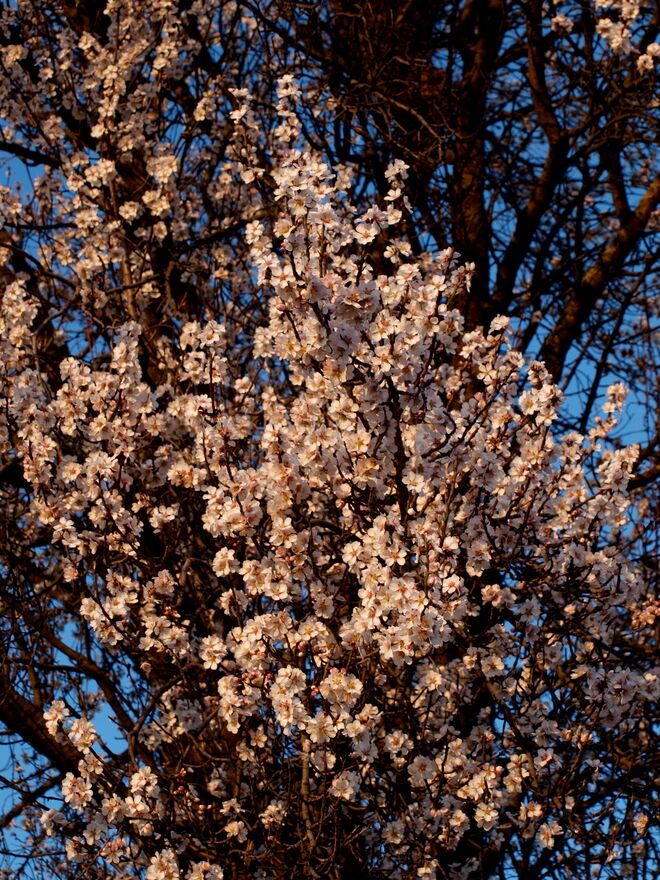 "Hummelweide" für hunderte Insekten!