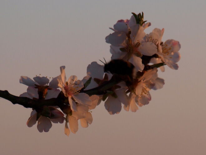 Bequem zu erreichender Nektar für Hummeln!