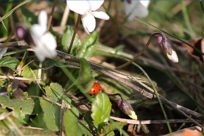 Der rote "Punkt" unter den weissen Veilchen......