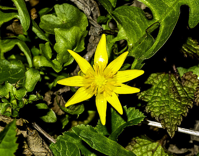 Wie heist sie schmnell?