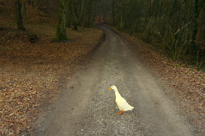 "WO GEHT´S HIER ZUM ENKNACH-WEIHER ?"