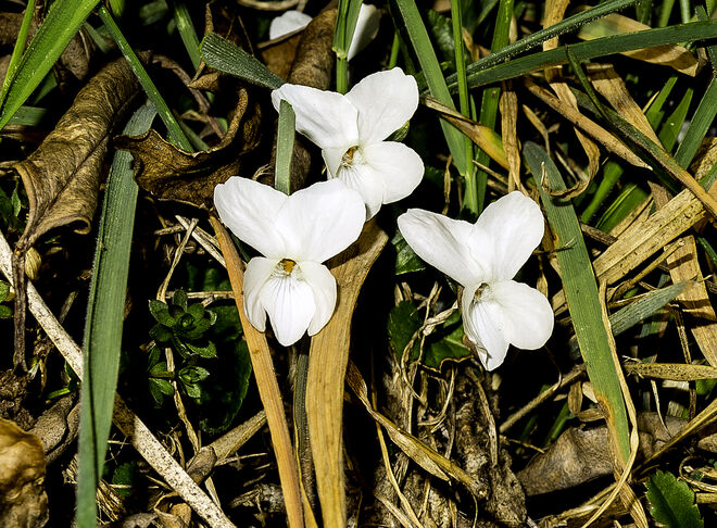 Weise Feilchen, vom Plainberg