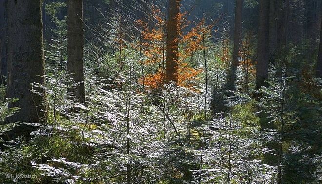Herbstlicher Frühjahrswald
