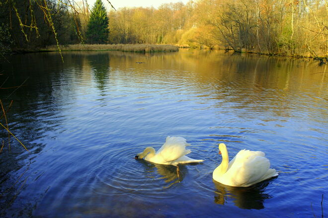 "BLICK UNTER´S FEDERKLEID"
