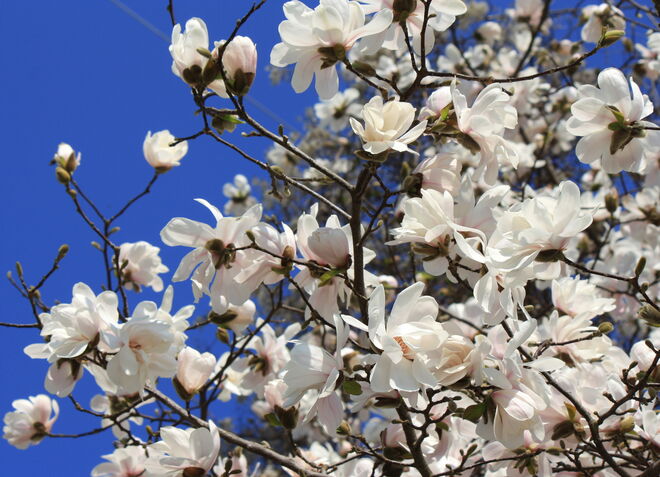 Frühling in der Stadt