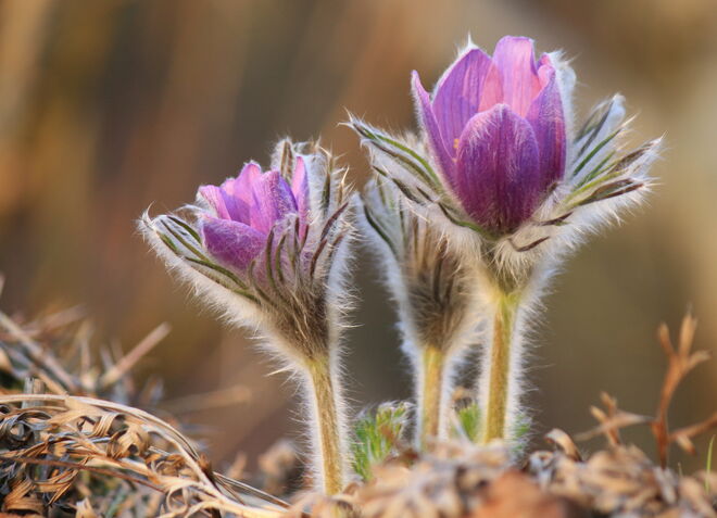 ein Pelzchen gegen die Kälte in der Nacht