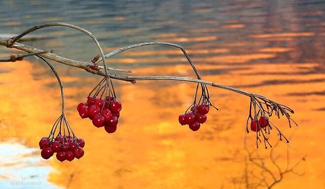 Beeren aus Altaussee
