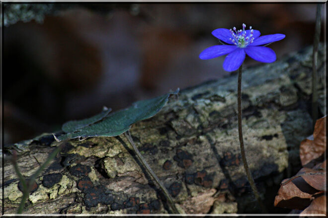 Zartes Leberblümchen im grossen Wald...
