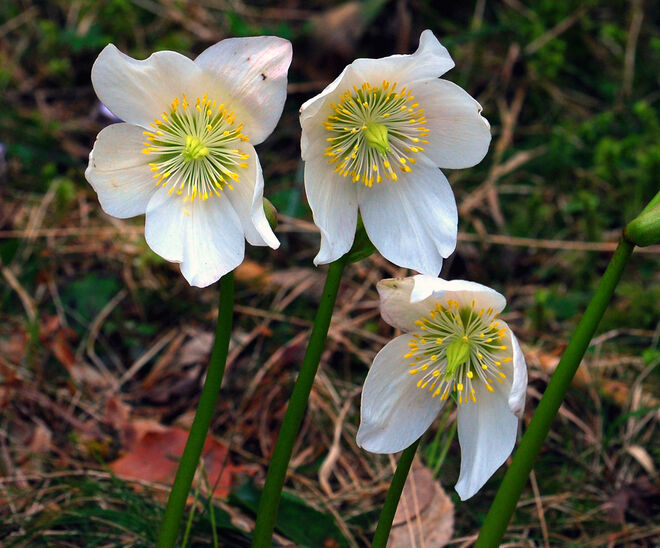 Noch erfreuen sie uns!