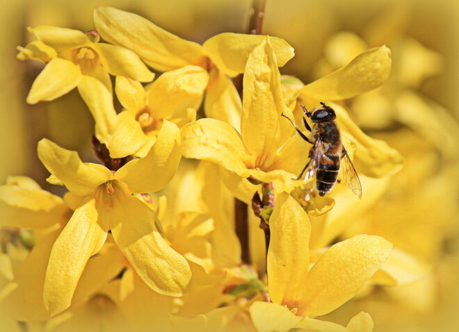 die Qual der (Blüten)wahl...