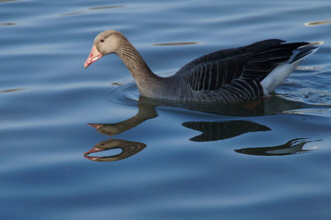 Spiegelung - aus 1 werden 4