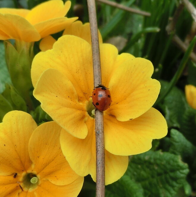 Glückskäferl auf Erkundungstour