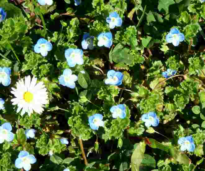 Ein kleiner blauer Teppich