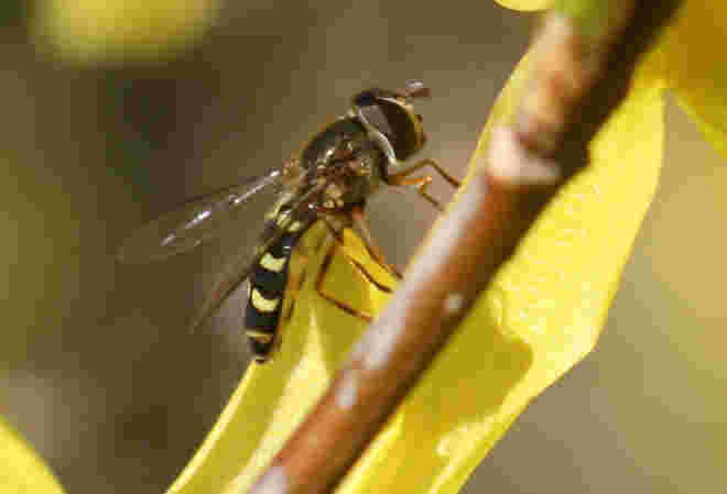Schwebfliege