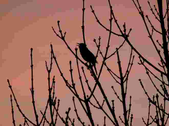Abendgesang