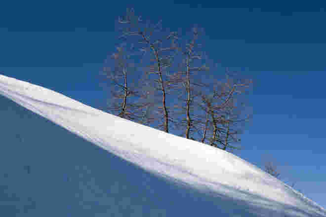 Lärchen