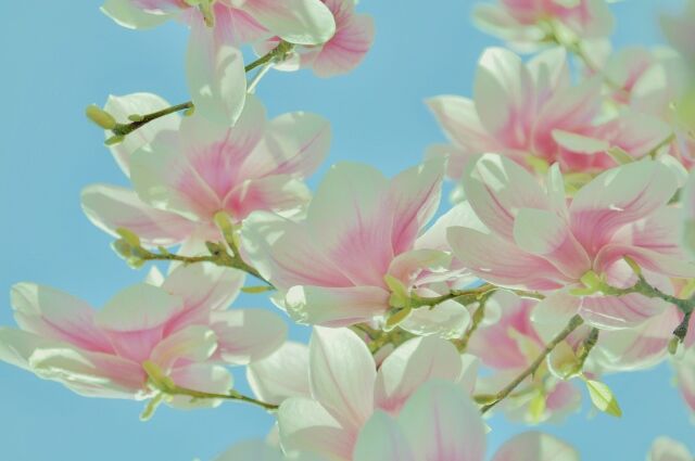 Magnolienblüte