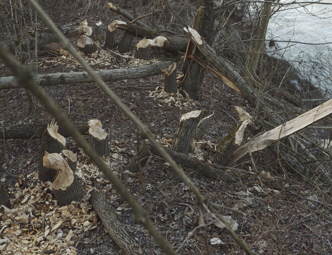 Wo genagt wird, fallen nicht nur Späne