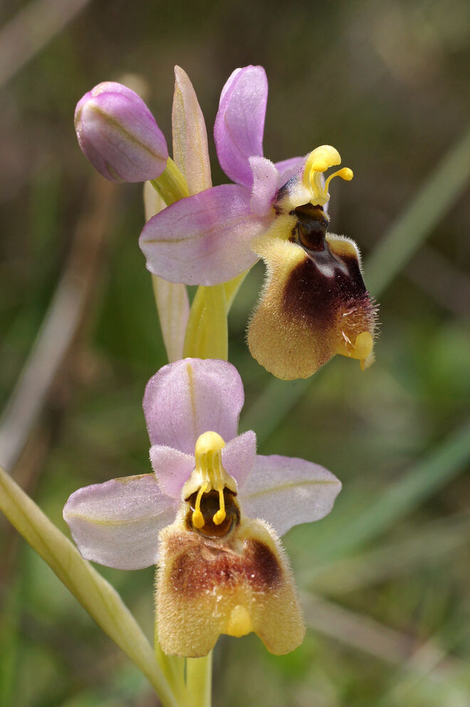 Ophrys neglecta
